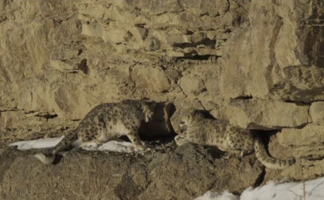 (с) Noam Keydar. Встреча пары снежных барсов в период свадеб. Только посмотрите на этот камуфляж!
