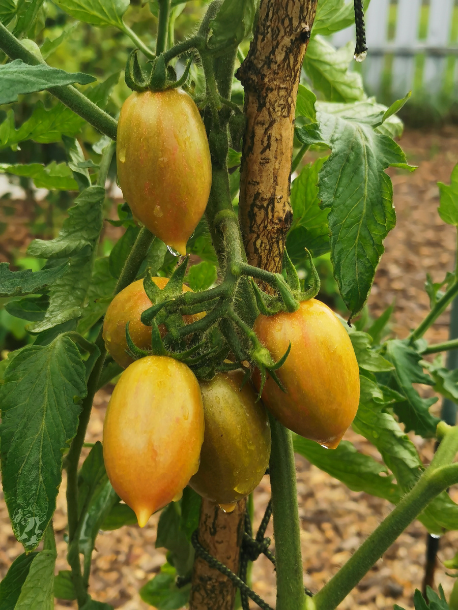 КСС Коричневая