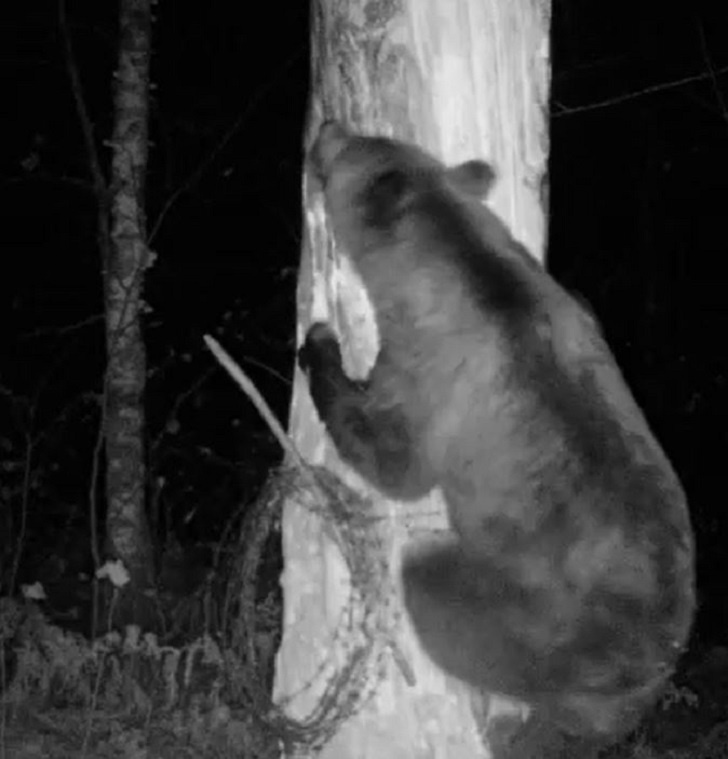    Источник: Государственный природный биосферный заповедник "Шульган-Таш", официальный канал