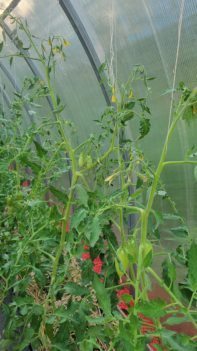 Эту грядку укрыла льняным сеном.