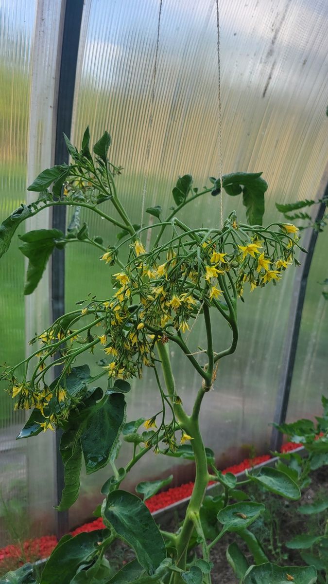 А это не совсем обычный для меня, как для любителя-садовода, внешний вид томатов.