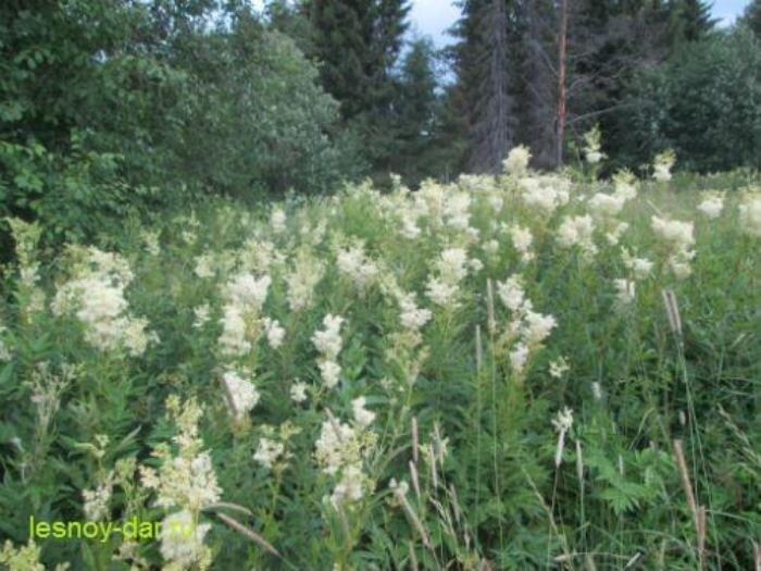 Таволга вязолистная на сырой луговине (фото с блога "Лесная кладовая")