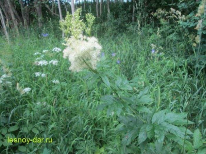 Побег таволги вязолистной (фото с блога "Лесная кладовая")