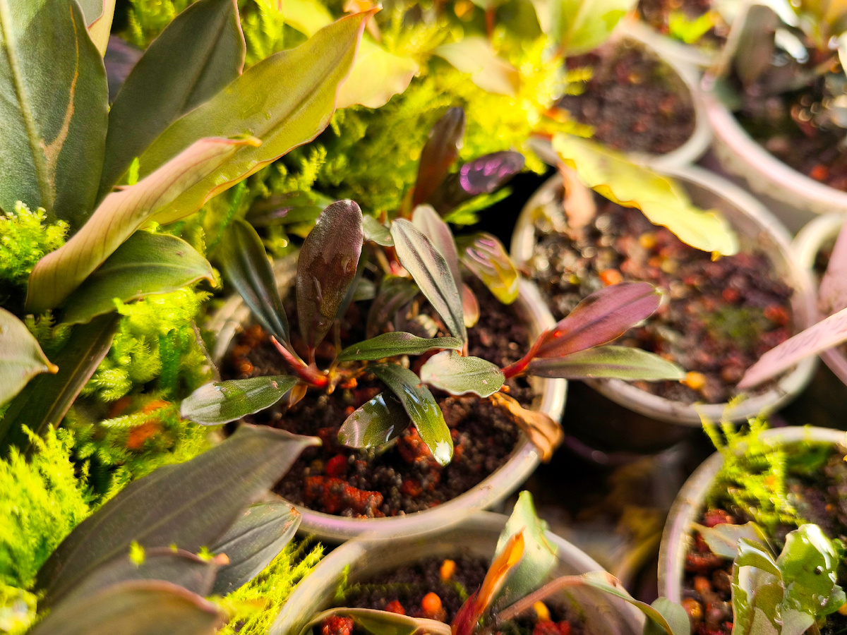 надводная форма 