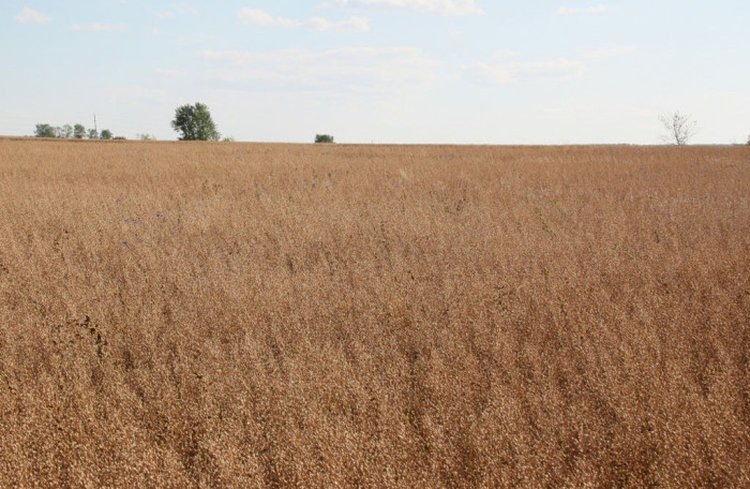    Фото: Минсельхоз Республики Башкортостан
