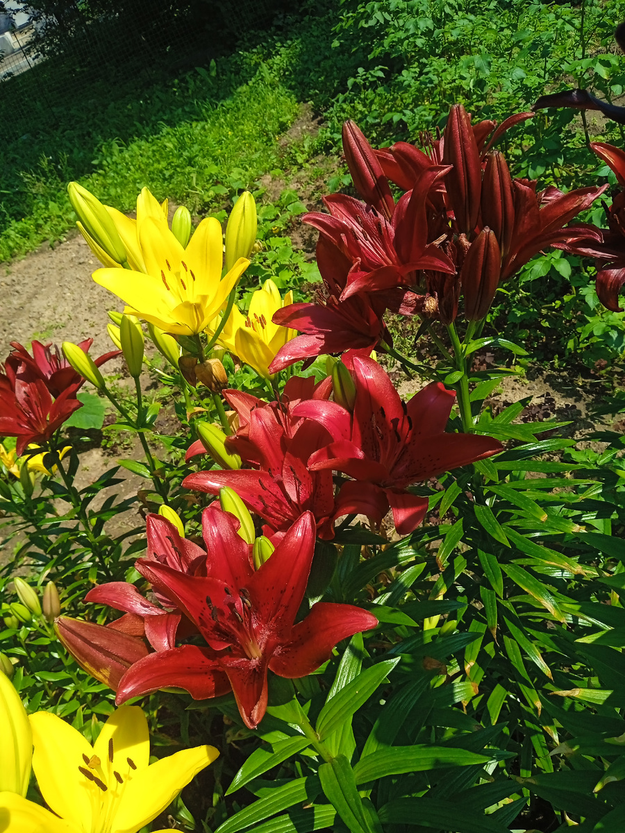 Лилии на моём огороде. Когда-то здесь был пустырь и незаконная стоянка для машин