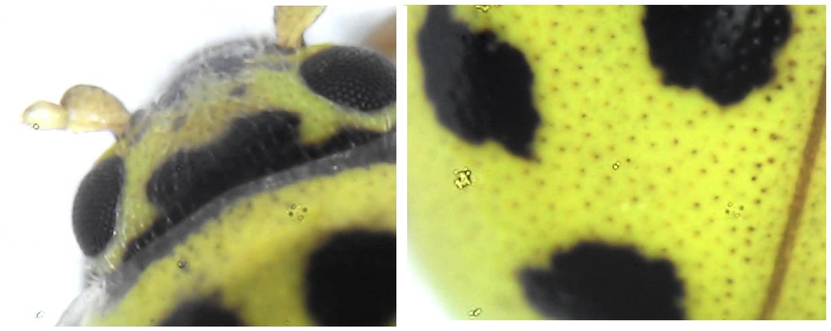 Божья коровка (живая и весёлая). Снимать можно но только дождавшись, когда она утомиться убегать. Очень подвижная 