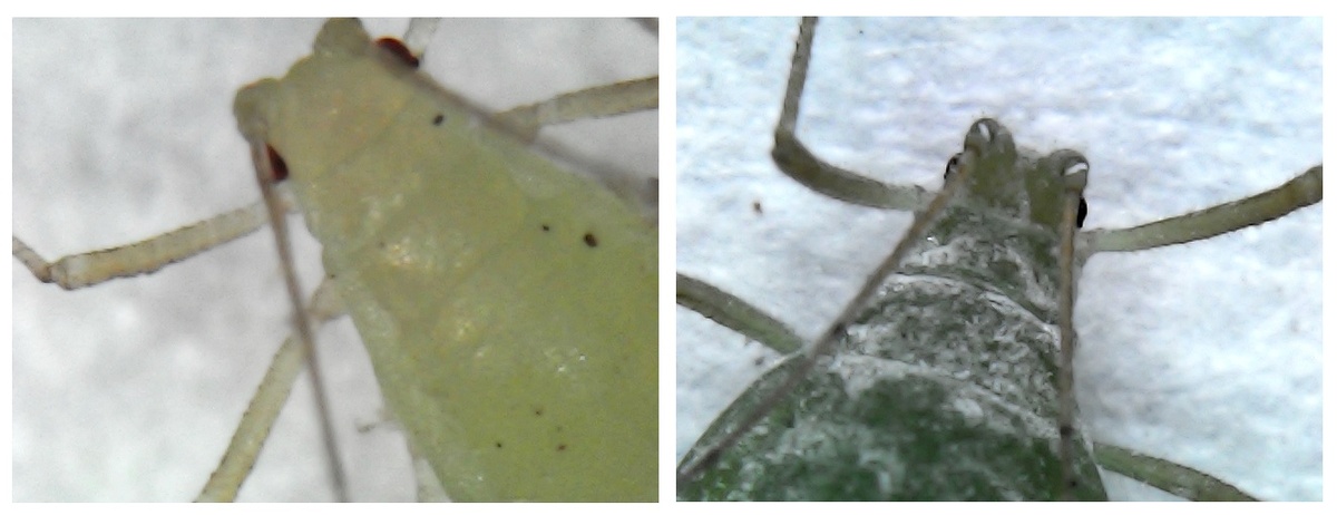 Тля разного возраста, разной степени сытости и наглости. Лакомый кусочек для златоглазки и божьей коровки.