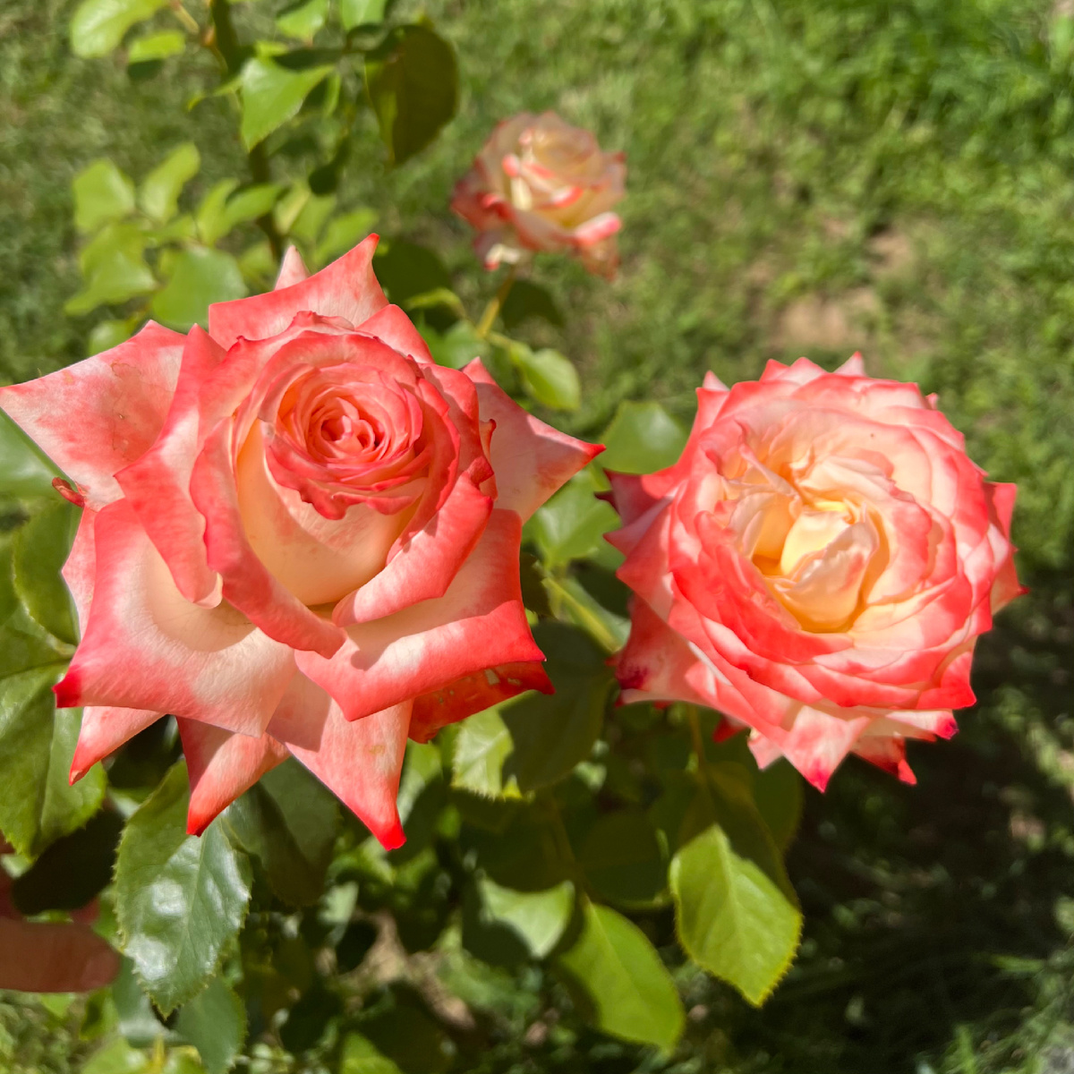 Фаворитом своей скромной коллекции я считаю розу «Императрица Фарах»