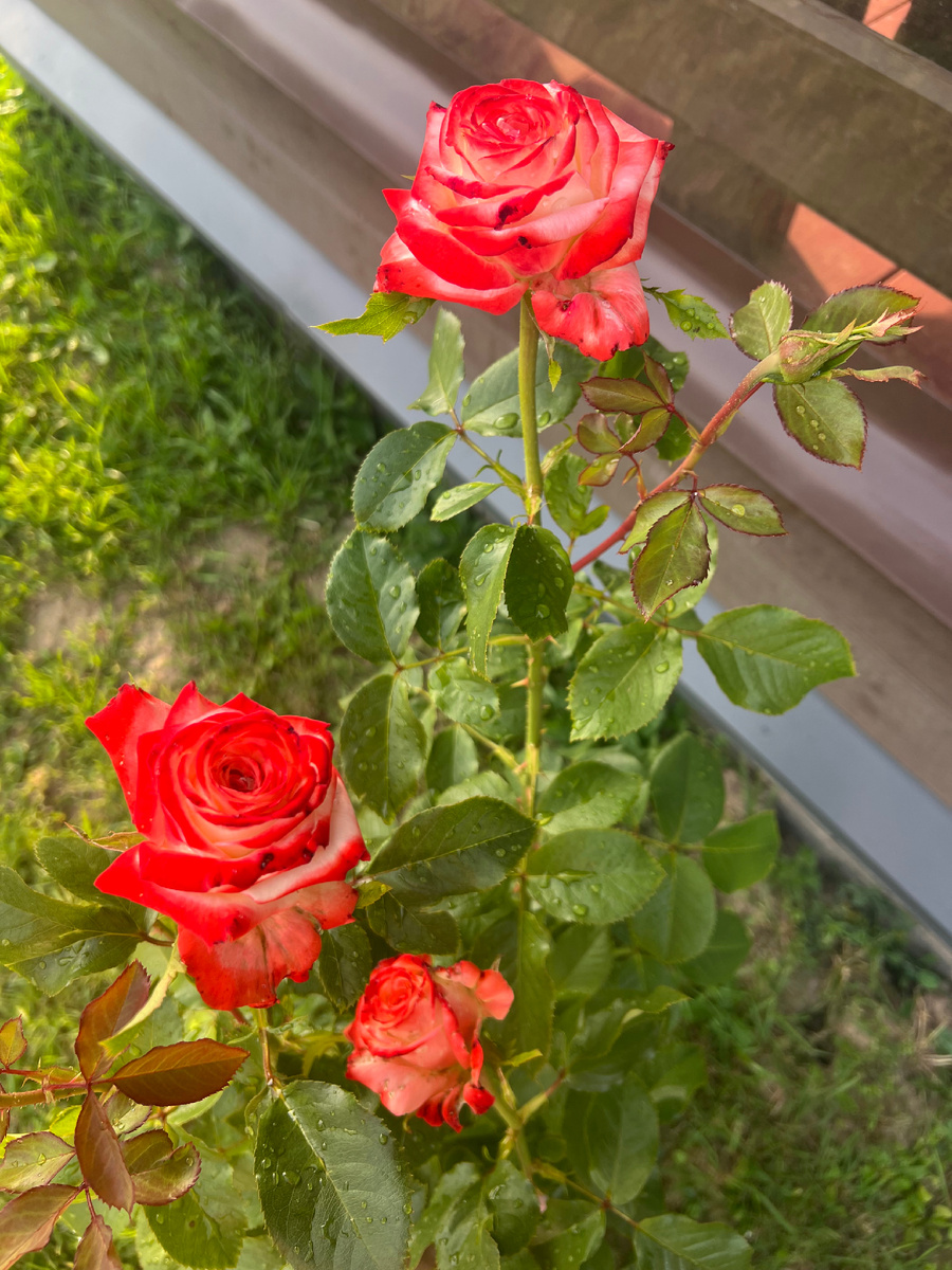 Куст прямой и рослый, высотой до 100-125 см, с горделивыми мощными побегами, смотрящими строго вверх.