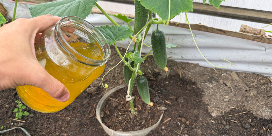 Оранжевая подкормка для огурцов, завалят урожаем, ничем не будут болеть, не желтеют, завязь не опадает