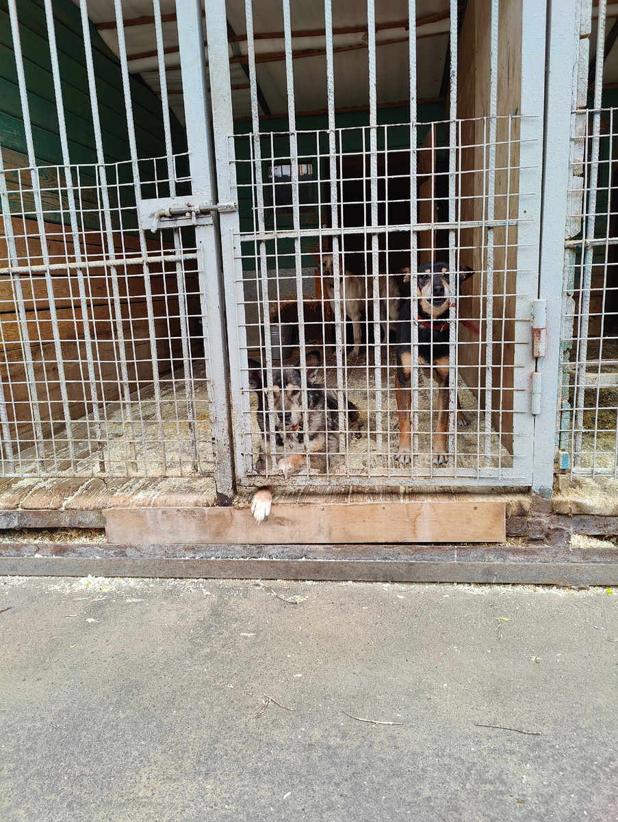 Всегда лежит в вольере, кончик лапы наружу высунув