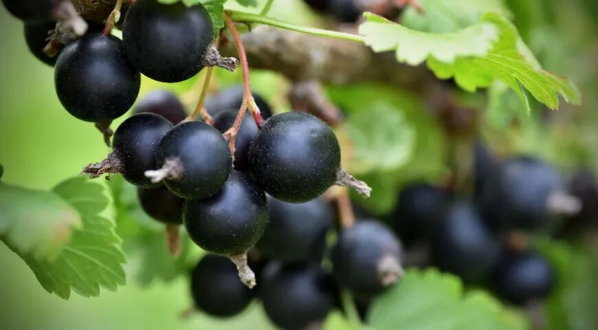   Максимальная концентрация биоактивных веществ — в свежесобранной ягоде (Shutterstock/FOTODOM)