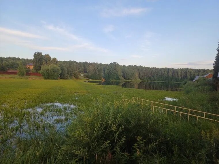 Взрывной рост телореза в Тюменском районе. Фото: Предоставлено собеседником агентства