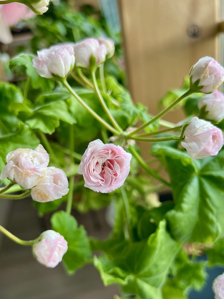 Личное фото