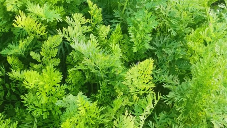 Чем подкормить морковь в июле: тонкая азотная грань