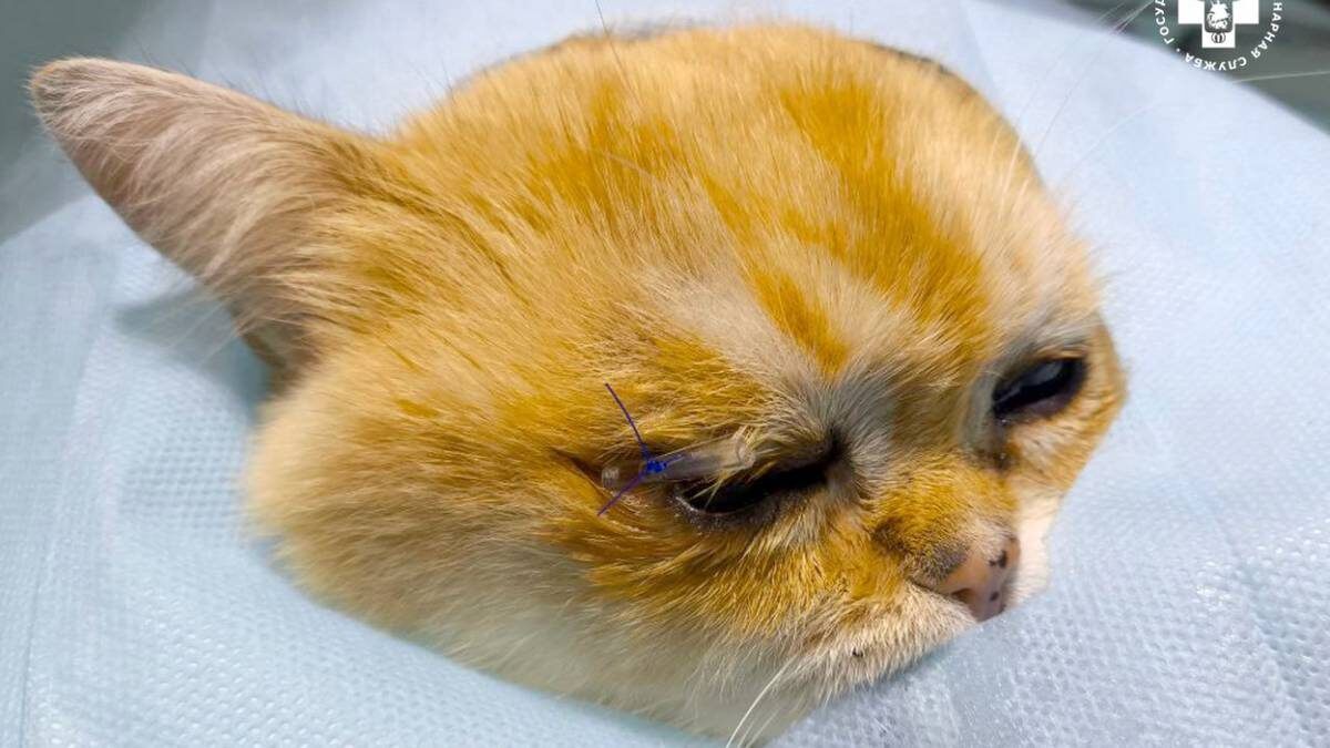    Фото: пресс-служба Мосветобъединения