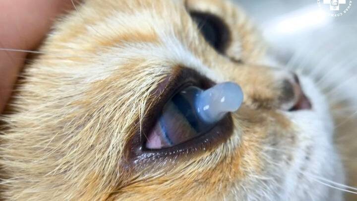  Фото: Мосветобъединение