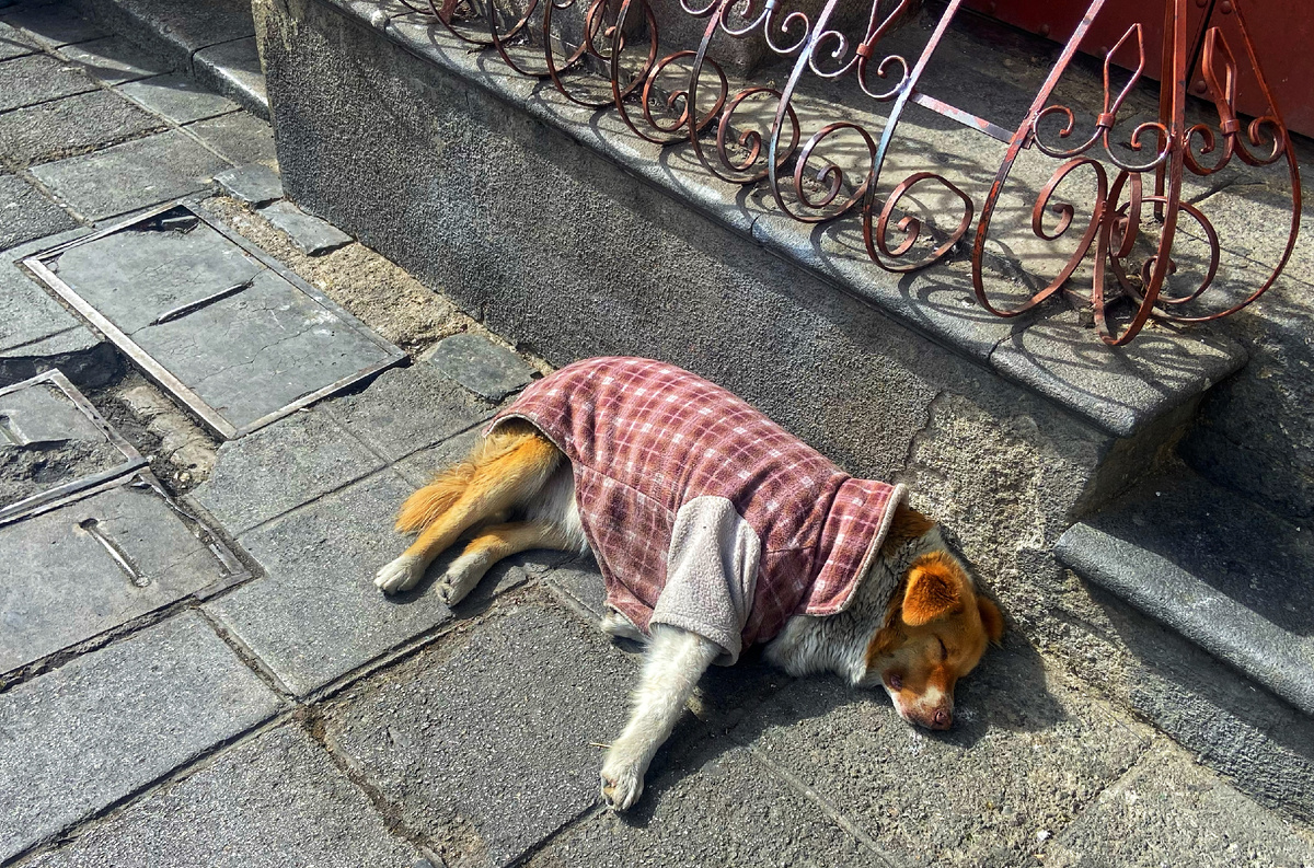 Собаки и здесь наряжаются