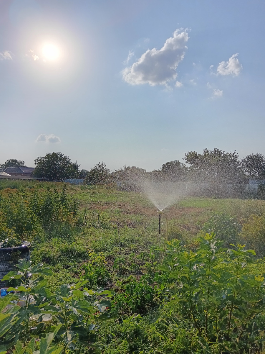 Дождевание перца, клубники, мяты ментоловой и инжира.