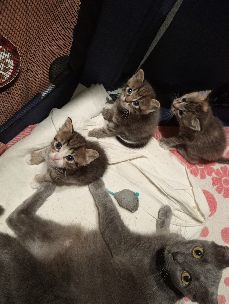 Тань, что смотришь? Залезай к нам,места хватит!🐱