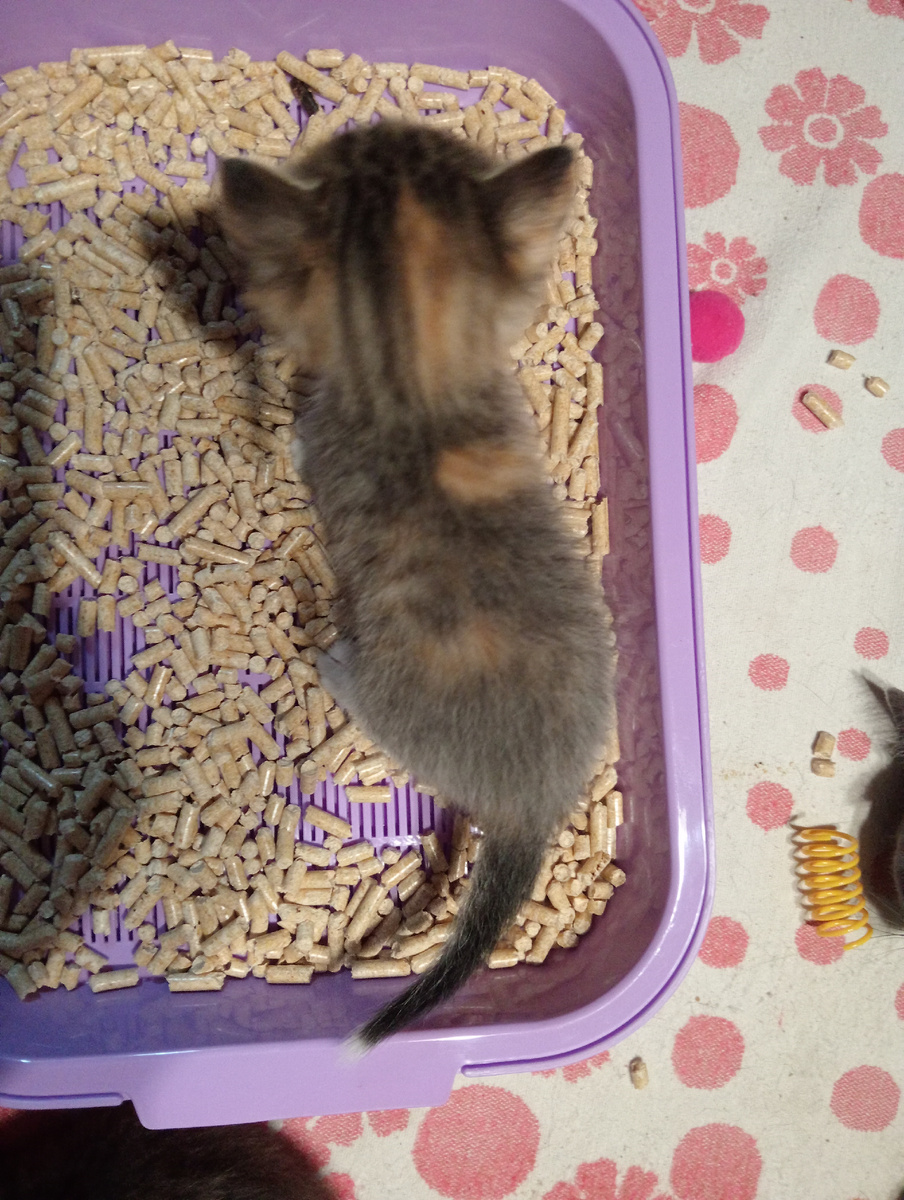 Хорошая игрушка, шуршит!