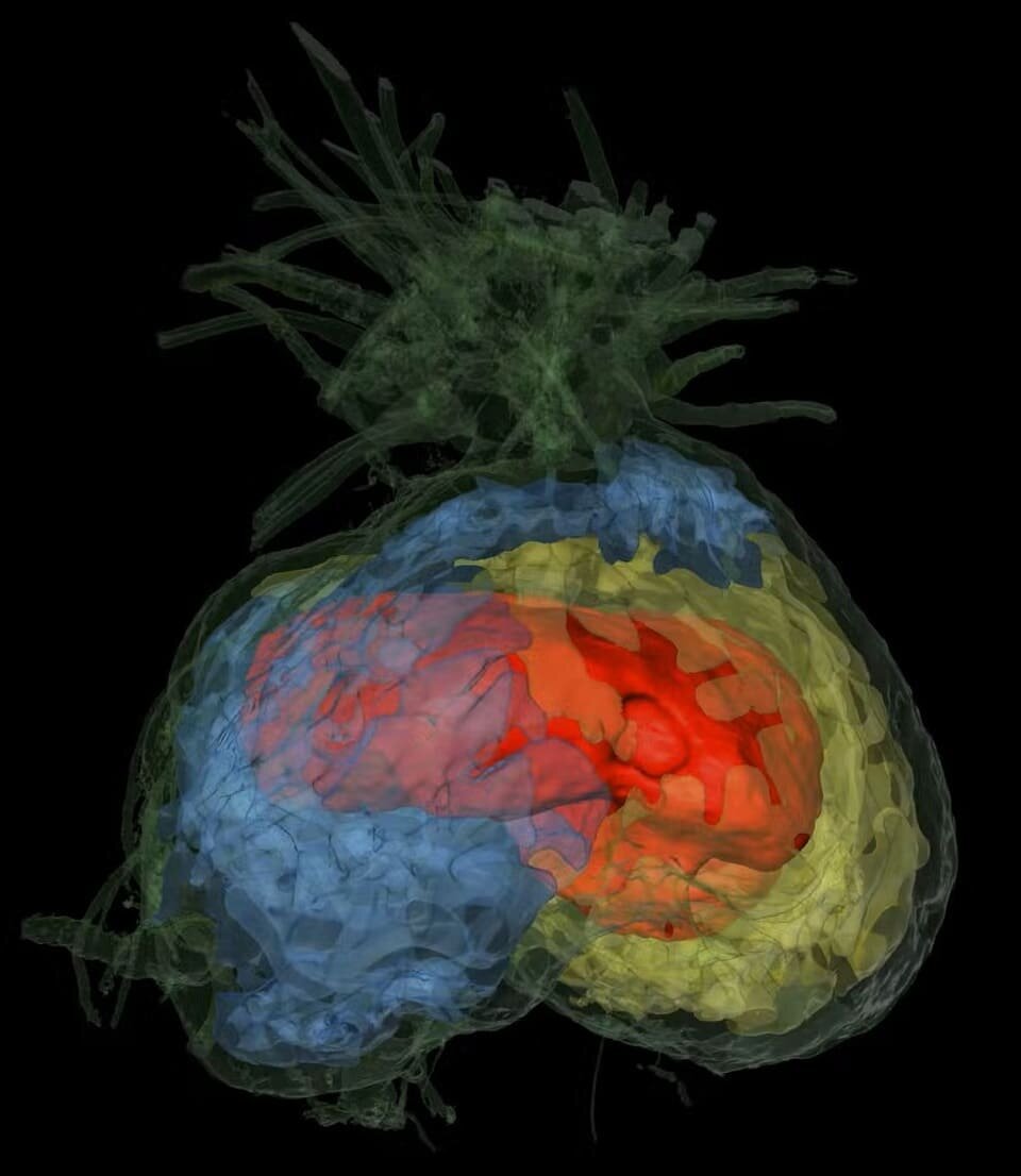   S. Renner and G. Chomicki