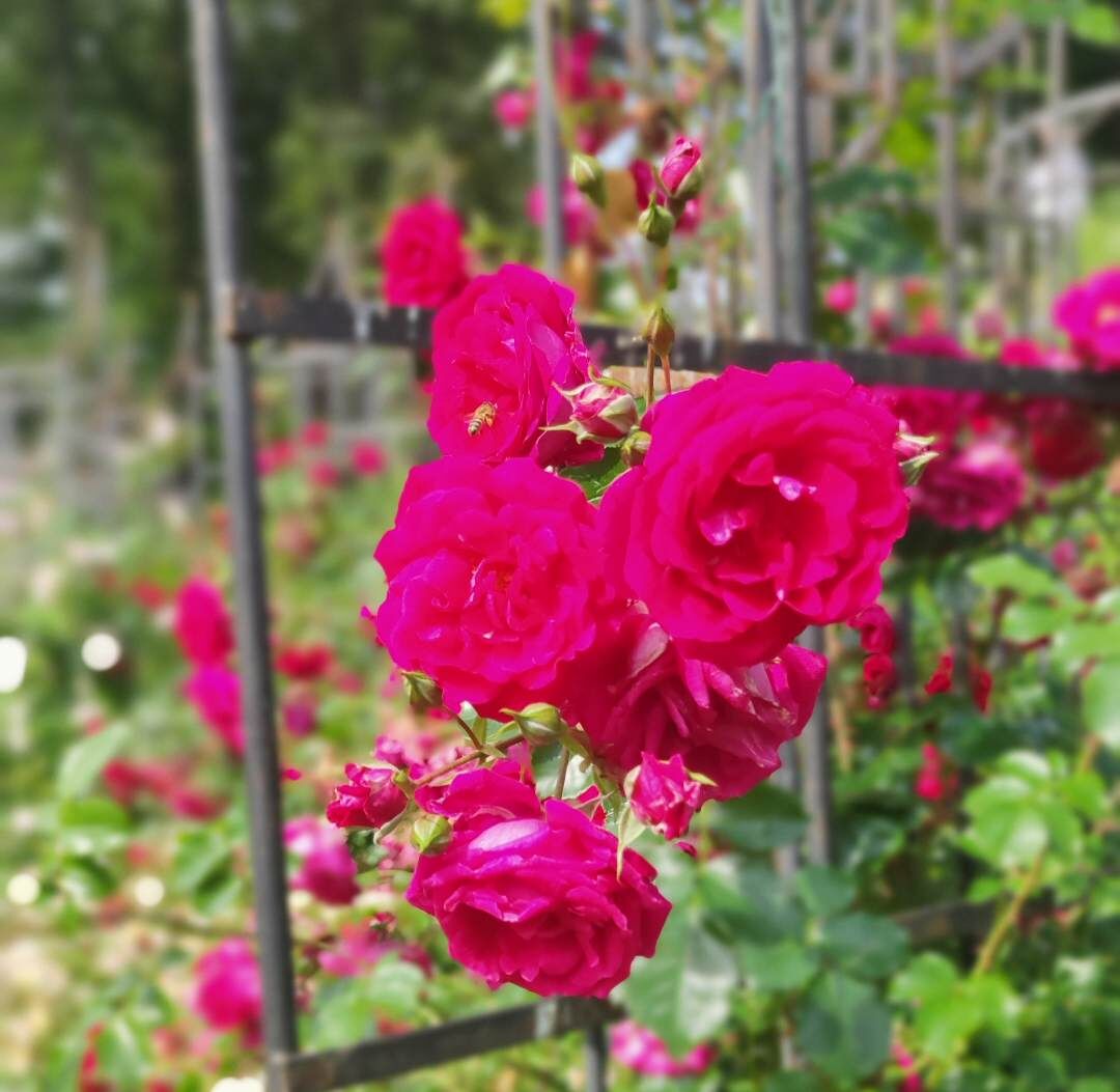 Разбавлю накал страстей шикарным фото из усадьбы Марьино, где была не так давно