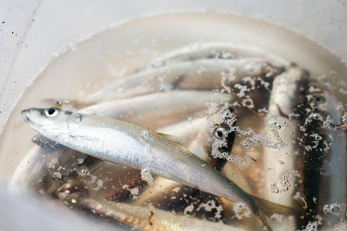 Салака из Балтийского моря © Sputnik