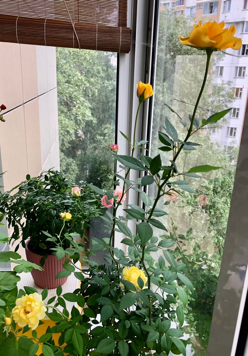 Розы на балконе