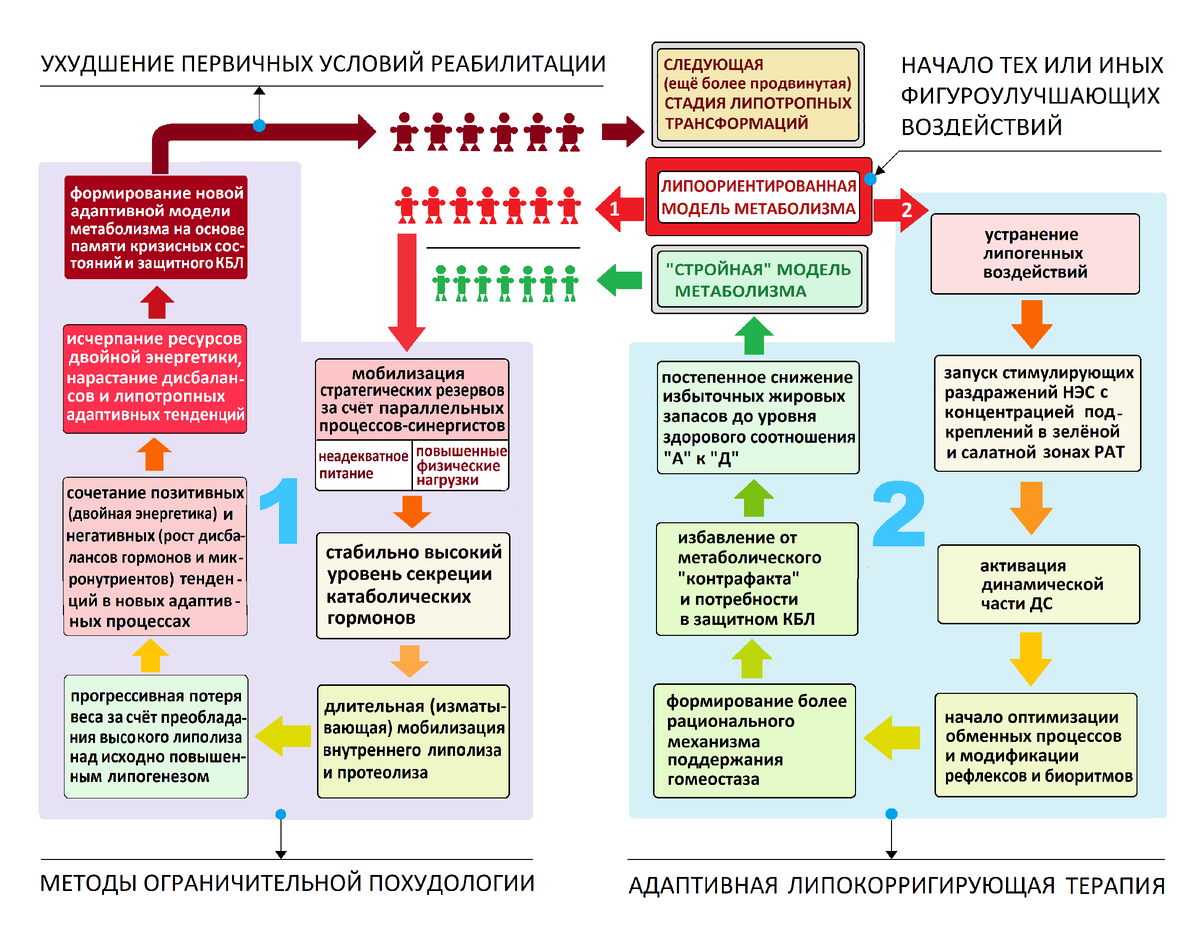Схема 9.  Варианты итоговой гармонизации обменных процессов при симптоматической (1) и функциональной (2) стратегиях похудения