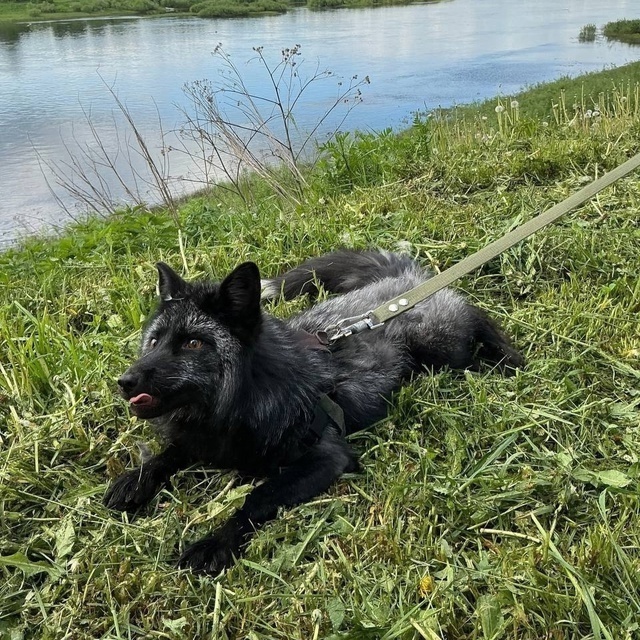 Фокси появился у Николая Медведева осенью 2024 года. Фото: группа "Черный лис Фокси" в соцсети "ВКонтакте"
