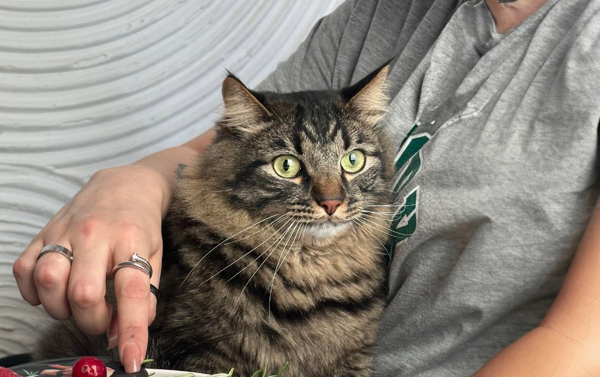 4 ошибки, как нельзя кормить сухим кормом вашу кошку (Она вам этого не простит) / Изображение: AlphaPet