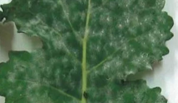    Фото: Филиал ФГБУ «Россельхозцентр» по Тюменской области