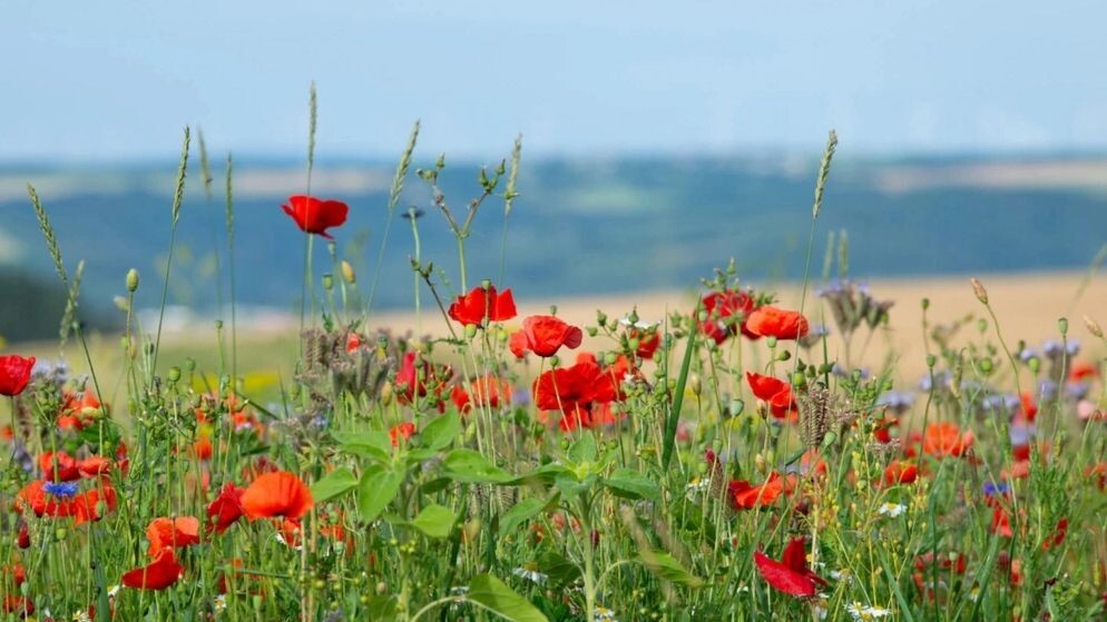    Фото: Berit Kessler/Shutterstock/Fotodom