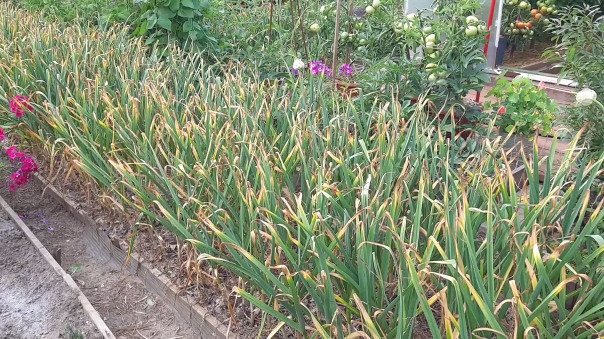 Присмотритесь к своему чесноку, может быть его уже пора убирать.