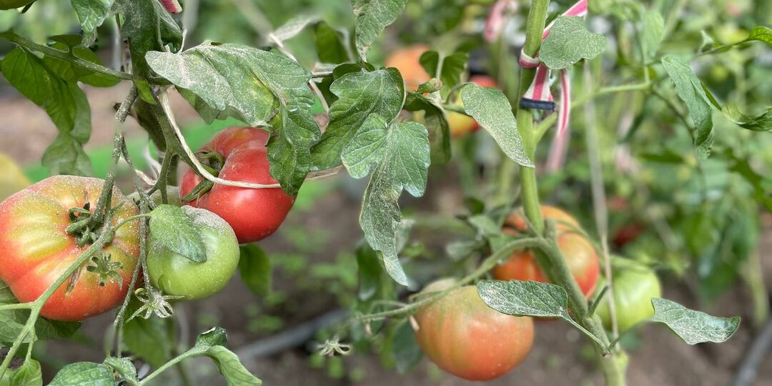 От этой подкормки помидоры массово покраснеют за 3 дня – и будут вкусными и сладкими