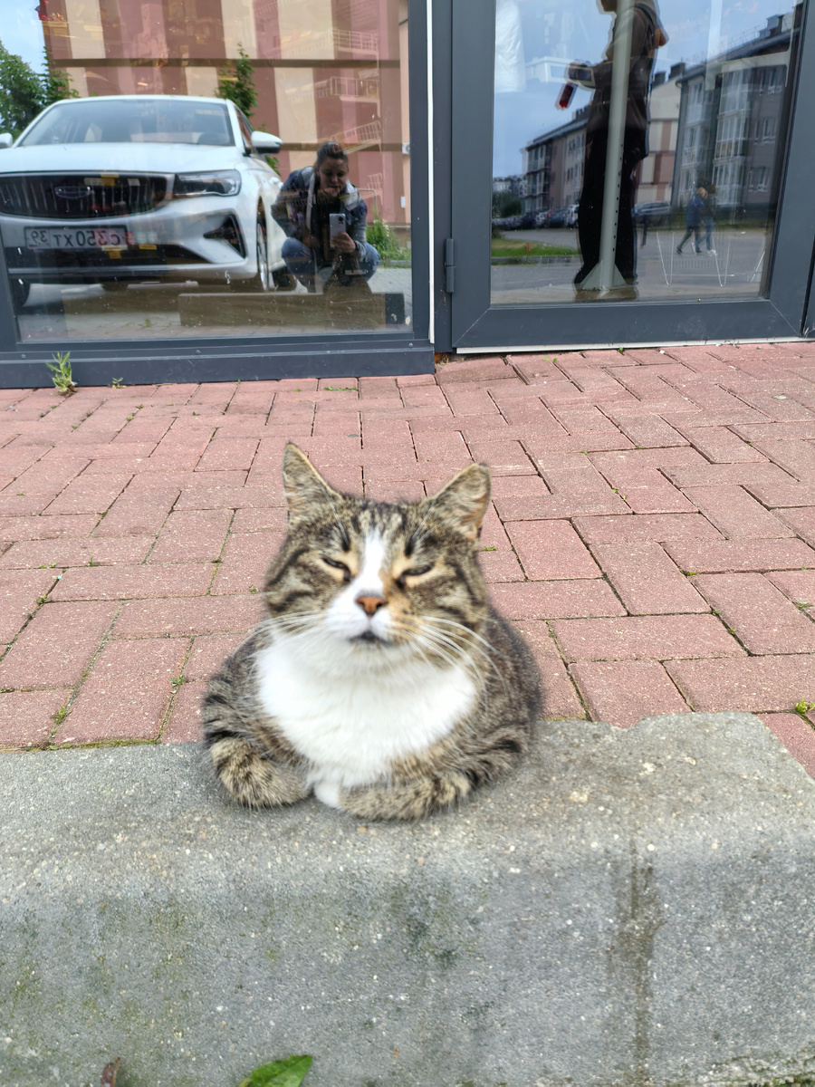 Котик на входе в магазин следит за порядком!