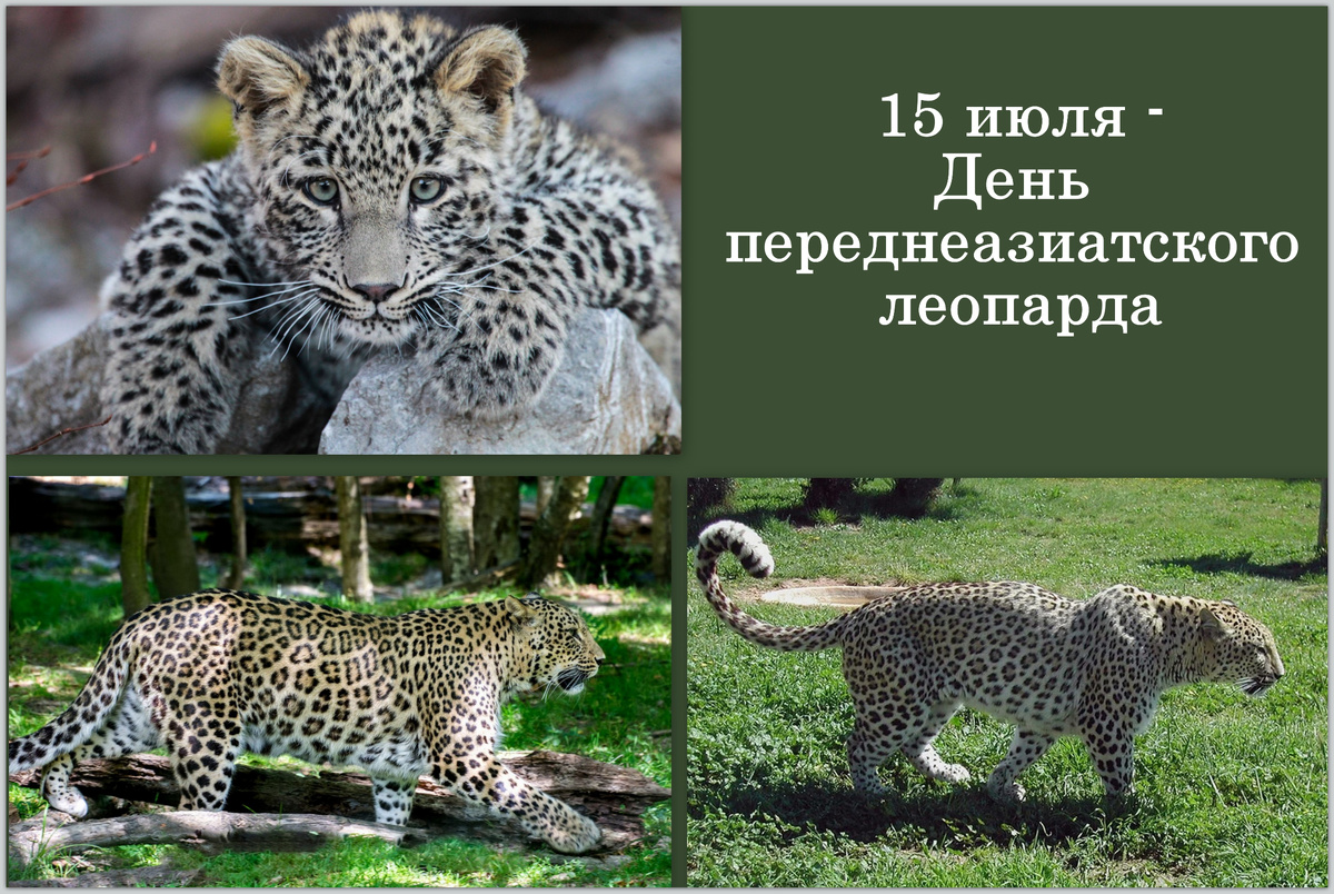 Коллаж автора