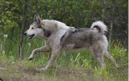 примерно такая была собака