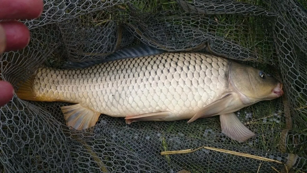 Фото с сайта: https://avatars.mds.yandex.net