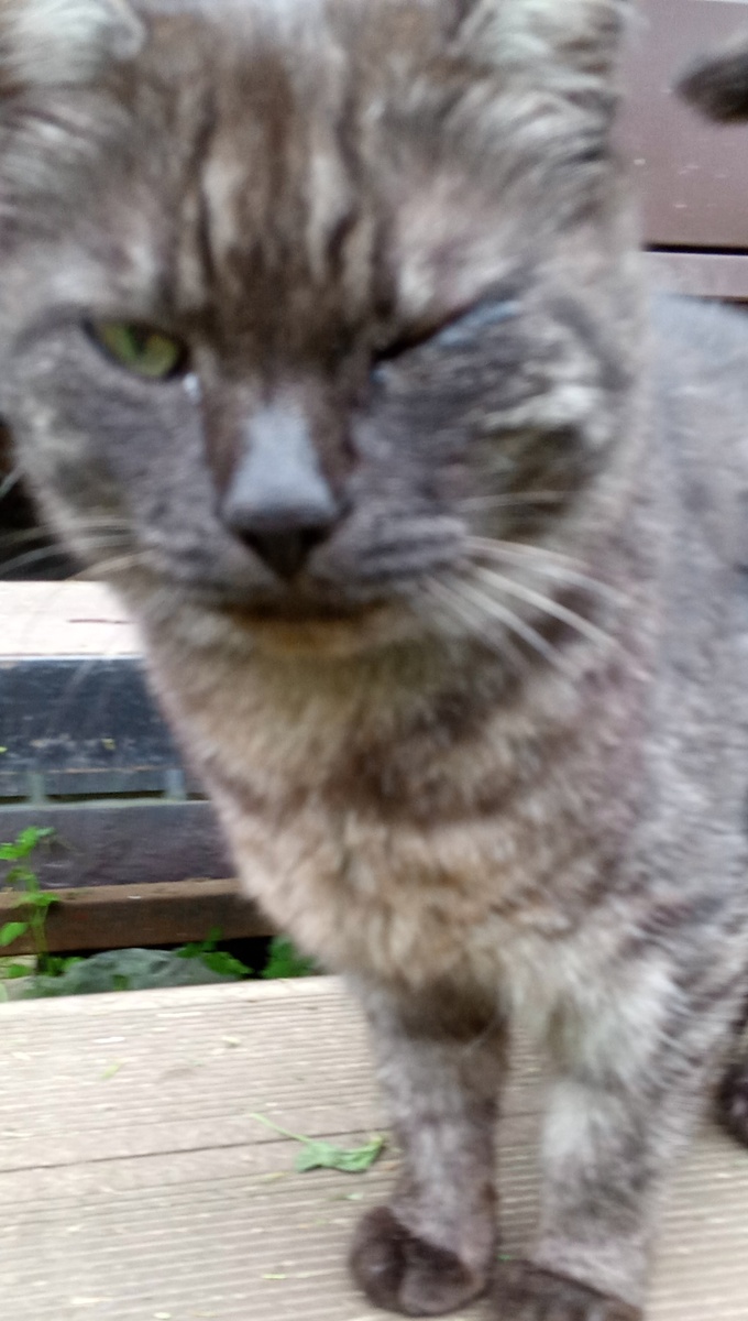 Фото моего кота(((