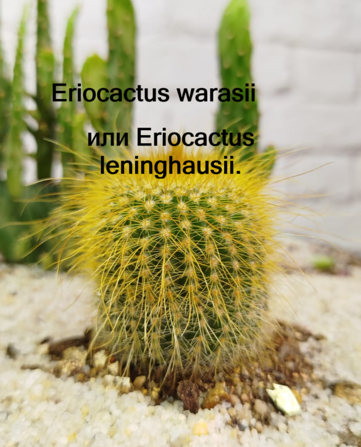 Фото автора. Спасен из лужи в супермаркете