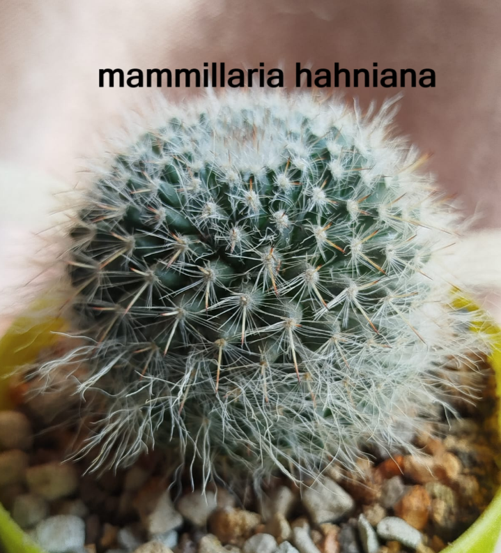 Фото автора, Спасен из лужи в супермаркете.