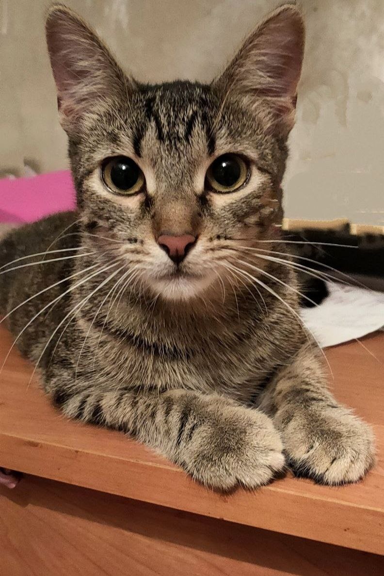 Посмотрите в эти глаза. Может быть, эта кошка ждёт именно вас?