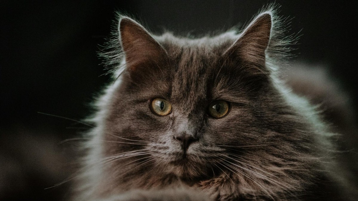    Иногда ночная активность — это просто просьба о внимании. Кошки могут скучать и пытаться привлечь вас, даже если вы спите.