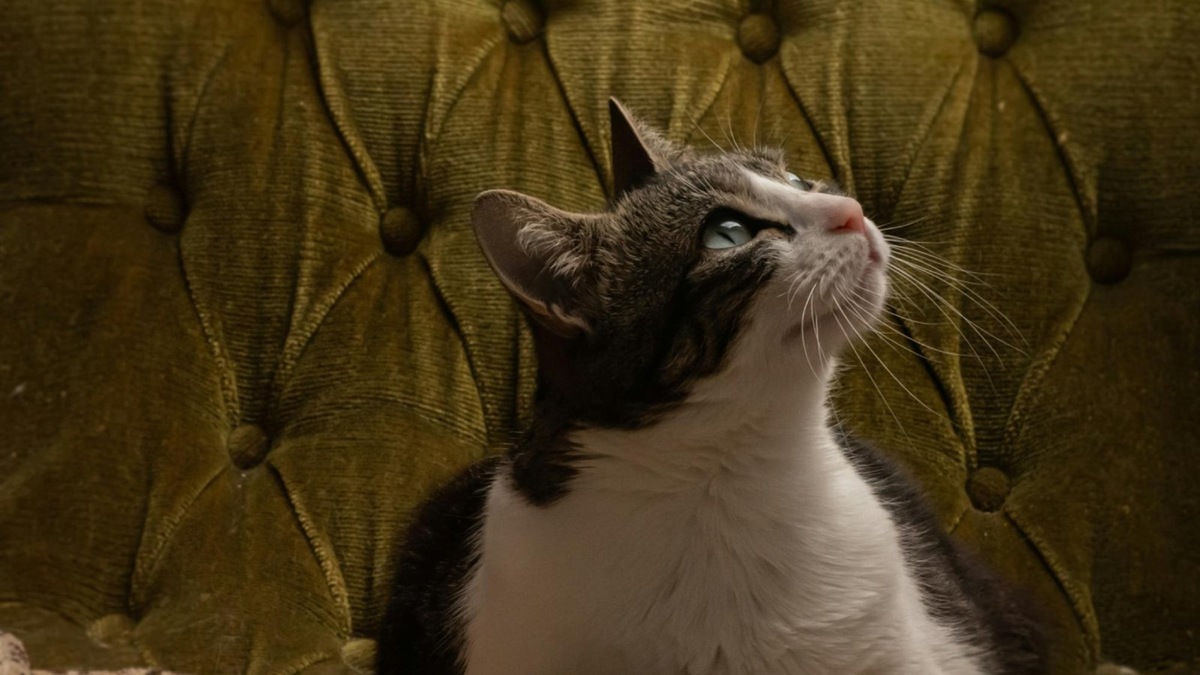    Ночь — время охоты. Даже домашние кошки не теряют интереса к движению и звукам за окном — будь то мотылек или проезжающая машина.