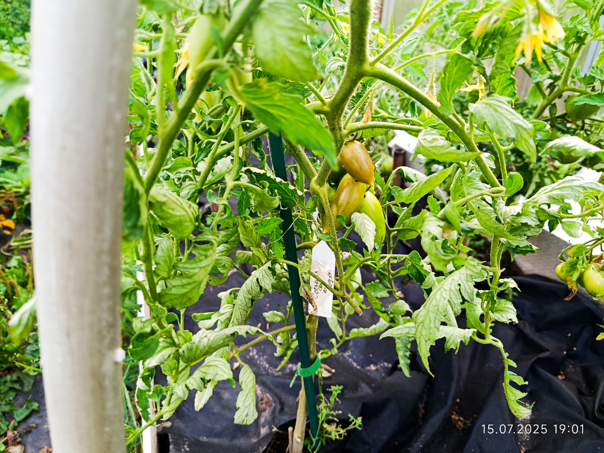 Дата фото 15 июля