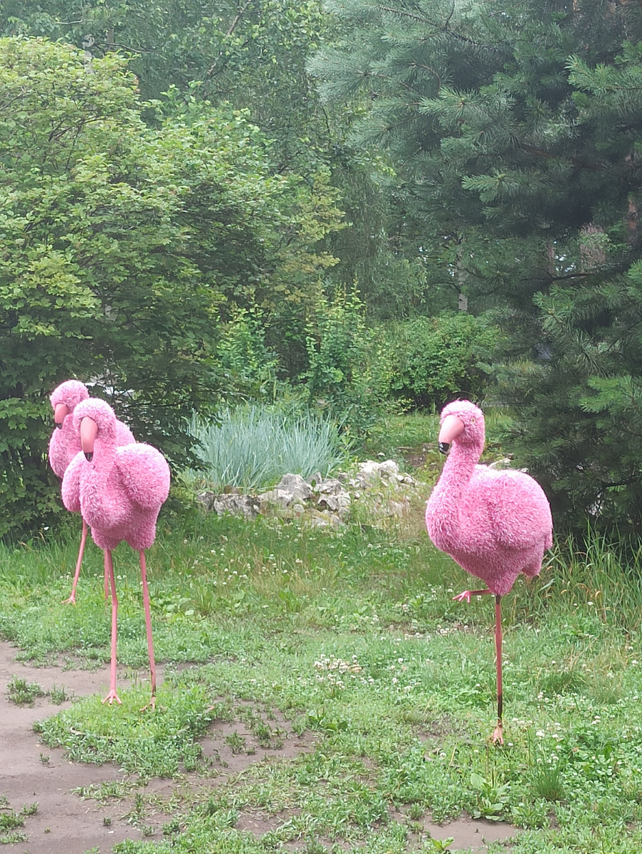 Просто красивые фламинго ))