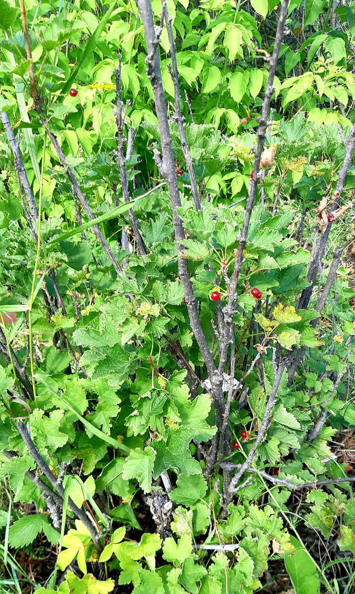 Вот, к примеру, сухие ветки можно удалить. Ягоды все собрали уже с куста, если что.